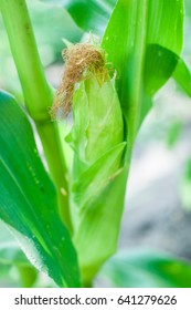 Corn cob of closeup in sunlight.