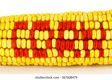 corn cob closeup in a white background, macro