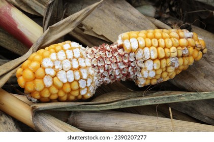 A corn cob is damaged by mouse-like rodents