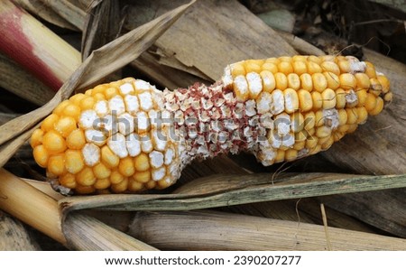 A corn cob is damaged by mouse-like rodents