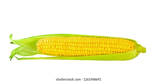 Ripe Yellow Corn Cob Leaves Isolated Stock Photo 1261967836 