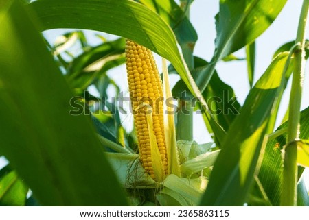 A corn cob is grown in a field. Corn in the field.