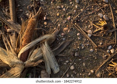 A Corn Cob On A Bare Ground