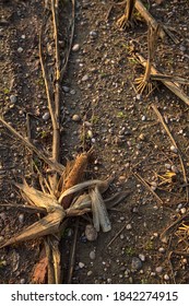 A Corn Cob On A Bare Ground