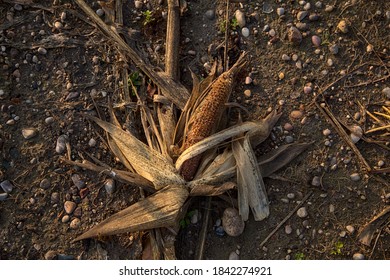 A Corn Cob On A Bare Ground