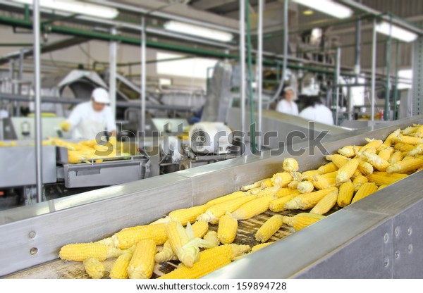 Corn Cob On Production Line Food Stock Photo (Edit Now) 159894728