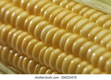 Corn cob on white background.