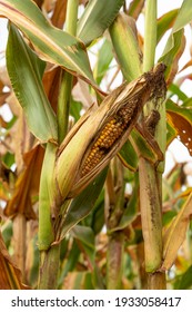 Corn Cob With Pest On Plantation