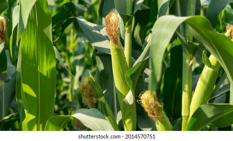 Corn cob in a corn plantation. Main focus is on the corncob. Young and green corn field during the summer. Concept of agriculture, produce, maize and farming.