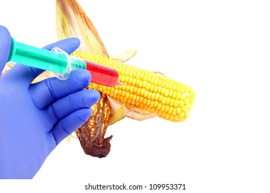 Corn Cob And Syringe / GM Maize