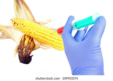 Corn Cob And Syringe / GM Maize