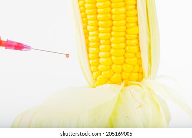 Corn Cob And Syringe / GM Maize