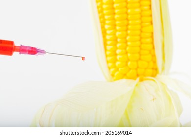 Corn Cob And Syringe / GM Maize