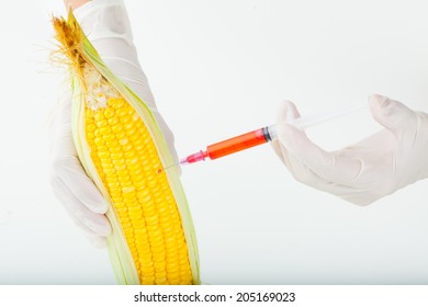 Corn Cob And Syringe / GM Maize