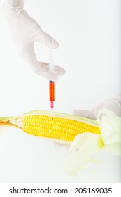 Corn Cob And Syringe / GM Maize