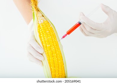 Corn Cob And Syringe / GM Maize