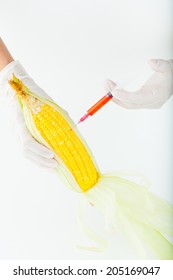 Corn Cob And Syringe / GM Maize