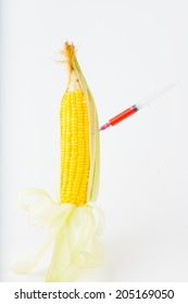 Corn Cob And Syringe / GM Maize