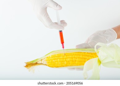 Corn Cob And Syringe / GM Maize