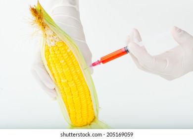 Corn Cob And Syringe / GM Maize