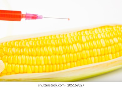 Corn Cob And Syringe / GM Maize