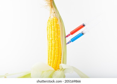 Corn Cob And Syringe / GM Maize