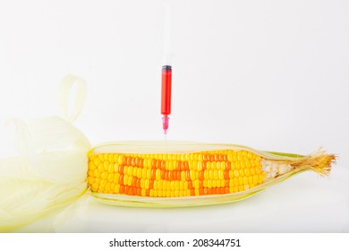 Corn Cob And Syringe / GM Maize