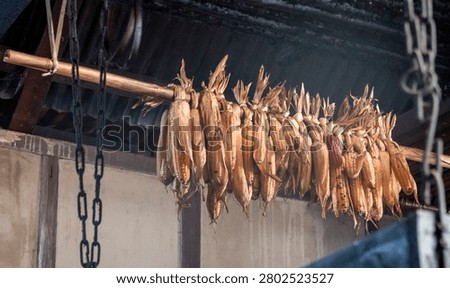 Corn cobs drying in an Apatani house