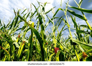 Corn cobs, field with corn, corn in bloom, 