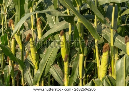 Corn cobs are growing in the middle of the field. Green leaves surrounding the corn.