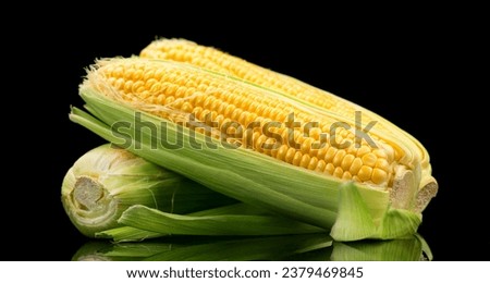 Corn cobs isolated on black background. Fresh raw organic sweetcorn closeup. Hot corn on the cob. Healthy vegetarian food close up