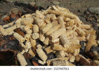 Corn cobs piled up on the ground. Corn cobs trash. The rest of the corn cob is where the corn kernels are