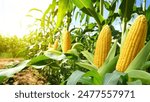 Corn cobs in corn plantation field.