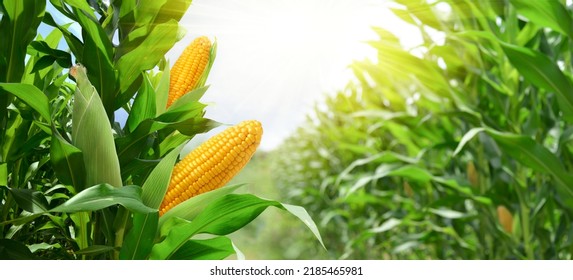 Corn cobs in corn plantation field. - Shutterstock ID 2185465981