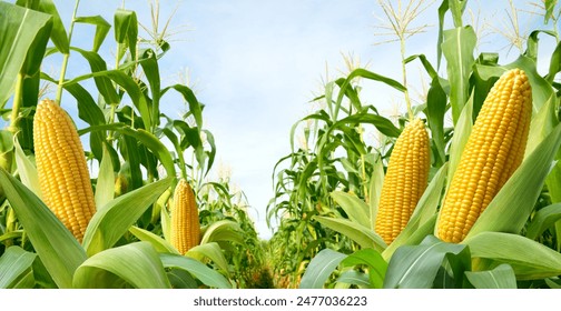 Corn cobs in corn plantation field.