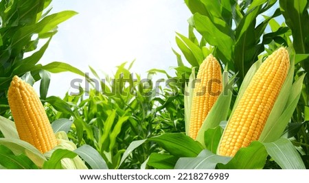 Corn cobs in corn plantation field.