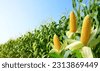 cultivate corn
