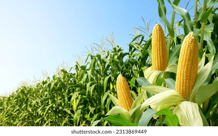 Corn cobs with corn plantation field background.