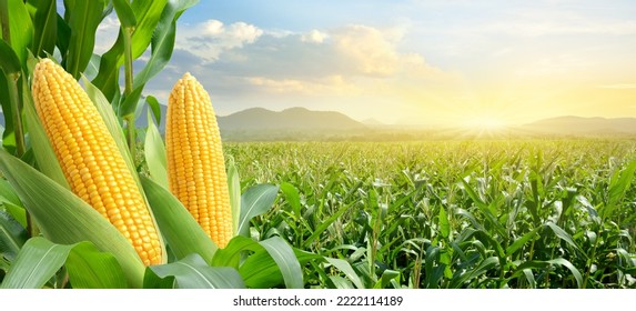 Corn cobs in corn plantation field with sunrise background. - Shutterstock ID 2222114189