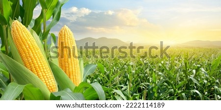 Corn cobs in corn plantation field with sunrise background.