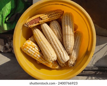 Corn cobs without husk in sunlight. Yellow and white corn cob without green leafy layer. Sweet maize corn ears in yellow plastic bucket. The view from the top. Close-up photo. Above view