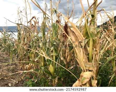 corn corps fail during the dry season in the mountains of samosir