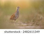 The corn crake, corncrake or landrail (Crex crex) is a bird in the rail family