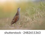 The corn crake, corncrake or landrail (Crex crex) is a bird in the rail family