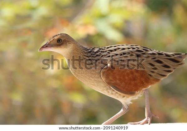 The corn crake, corncrake or landrail (Crex crex)\
is a bird in the rail family. It breeds in Europe and Asia as far\
east as western China, and migrates to Africa for the Northern\
Hemisphere\'s winter