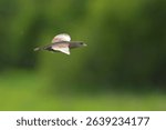 Corn crake in flight in the field