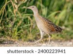 Corn crake - male bird at a meadow in the beginning of the summer