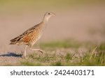 Corn crake - male bird at a meadow in the beginning of the summer