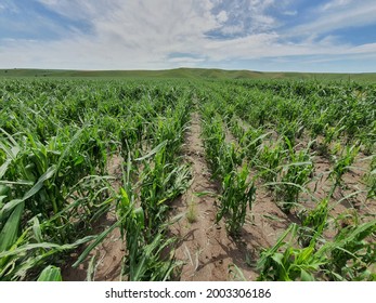 Corn Crop Damaged By Hail During Summer In Romania. Hail Storm Damage In Agriculture Fields.