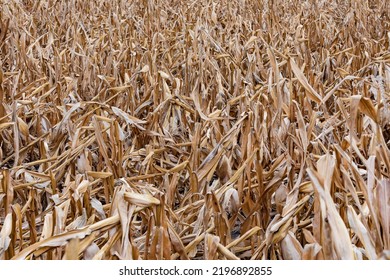 Corn Crop Failure Due To Severe Weather And Drought